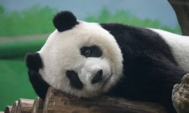 Cuando la magia toca a la puerta: El secreto de la abuela Hania