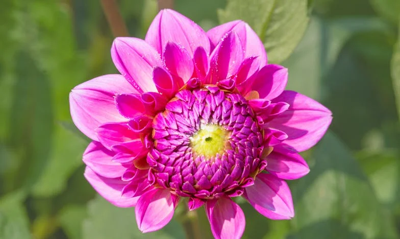 Cuando la Tradición se Vuelve Carga: El Cumpleaños que Cambió Todo