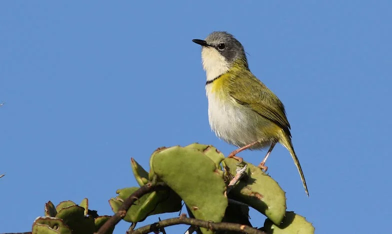 Detrás de la Sonrisa: El Secreto de Mariana