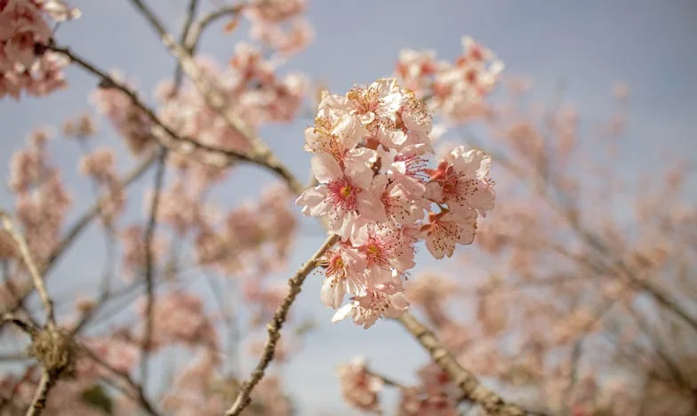 Ecos de un Secreto: Drama Familiar en la Ciudad de México