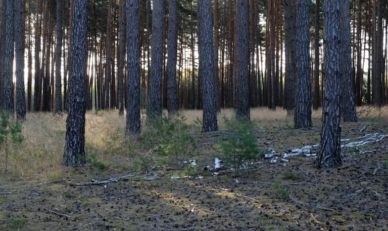 El apellido de mi hijo no es tuyo para decidirlo