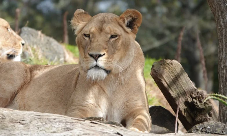 El grito de Brandon: Un niño contra el destino