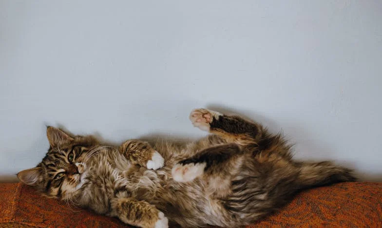 El Regreso de Don Ernesto: Entre la Tierra y el Dolor