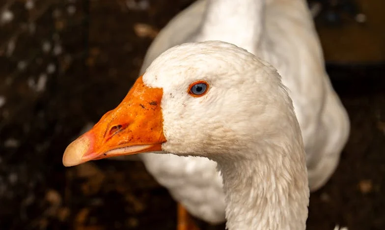 El Secreto de Alexander: Entre el Amor y la Vergüenza