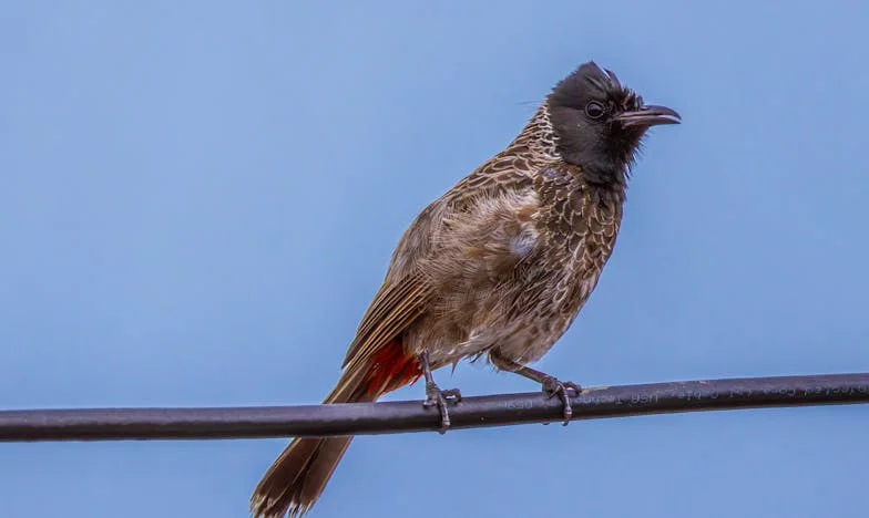 El secreto en la cocina de Doña Rosa