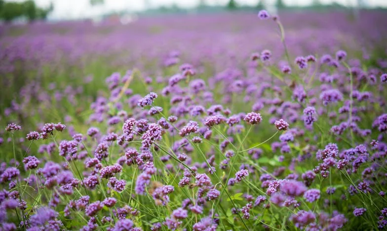 El sepulcro perdido: Confesiones de una madre en el corazón de los Andes