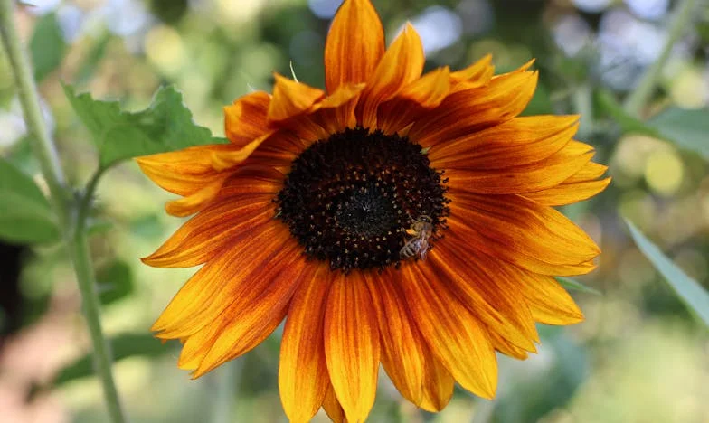 Entre dos familias: El peso de una elección en Navidad