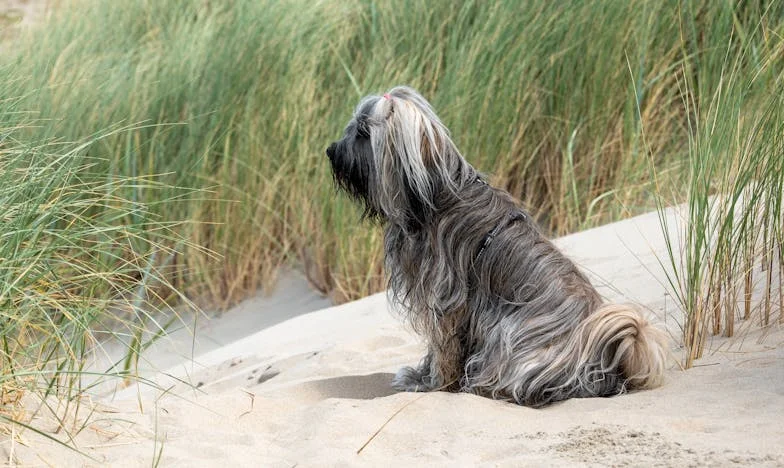 Entre dos mundos: La abuela invisible