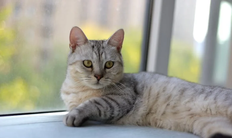 Entre el Techo y la Sangre: Una Decisión que Rompe Familias