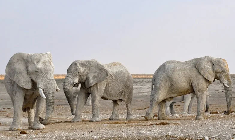 Entre la Sangre y el Corazón: La Historia de Ema