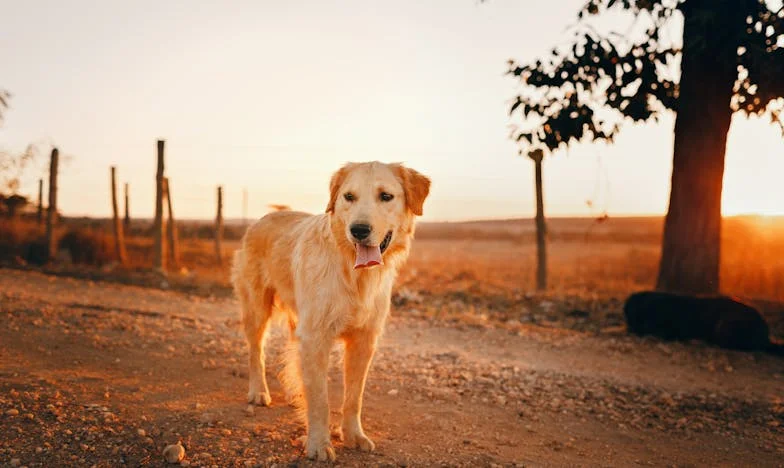 Entre la Sangre y la Conciencia: La Historia de un Padre Dividido