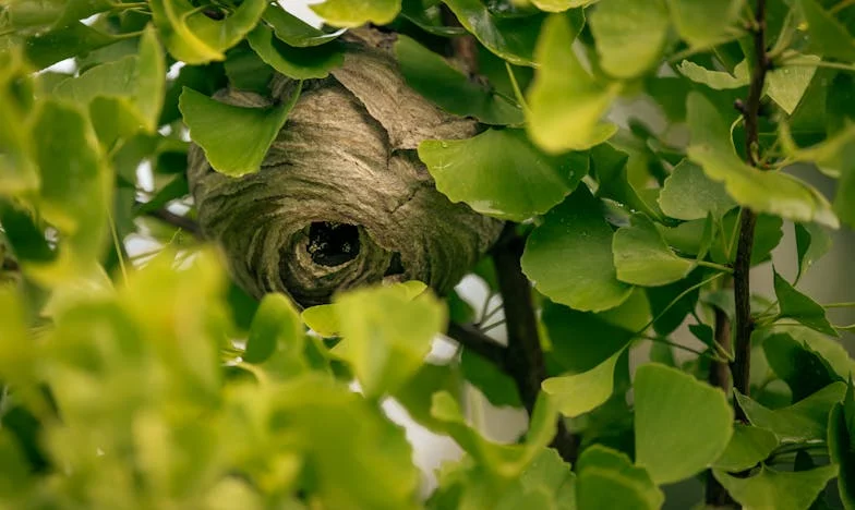 Entre las Sombras del Amor: Cuando el Silencio se Vuelve Ruido