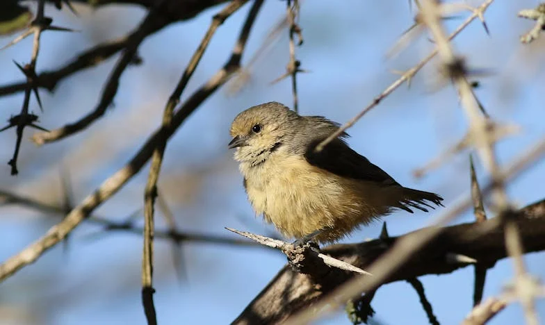 Entre Paredes Agrietadas y Gritos Nocturnos: El Sueño Que Se Desmoronó