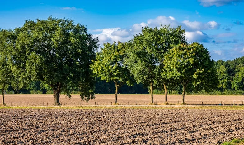 Herencia de Sangre: El Precio de la Familia