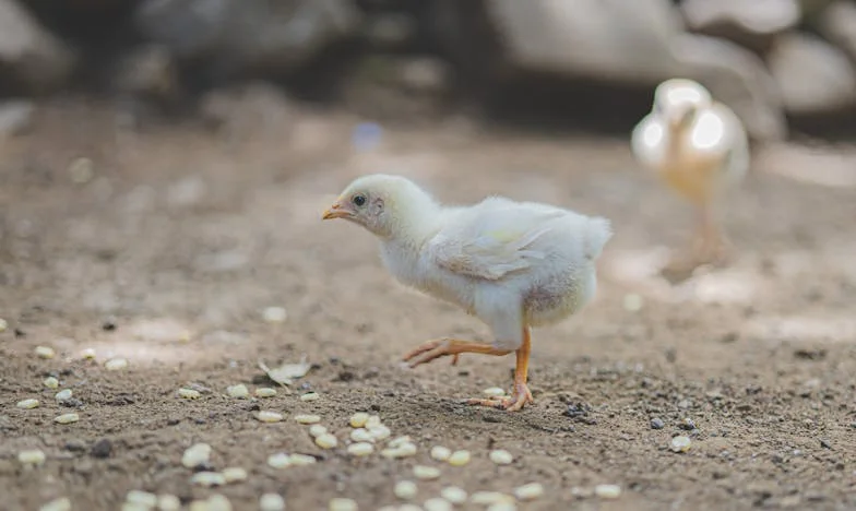 Invertimos todo en nuestro hijo, y ahora somos para él unos fracasados