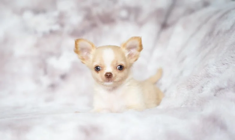 La boda de mi hermana y el regalo que nunca recibí