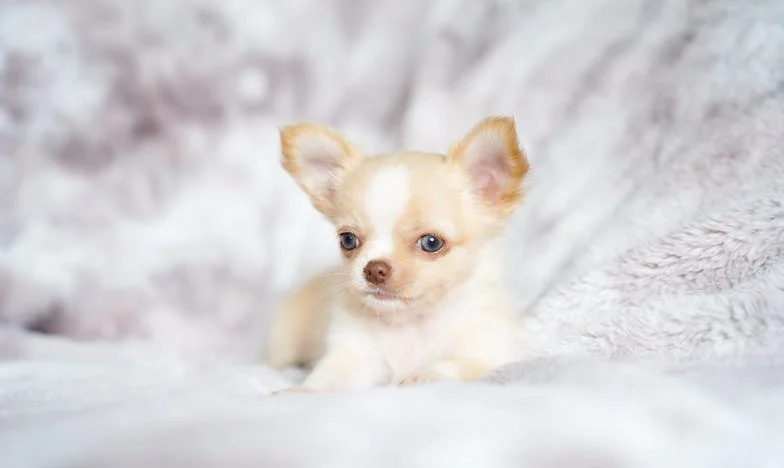 La Novia Rebelde: Diario de Mariana