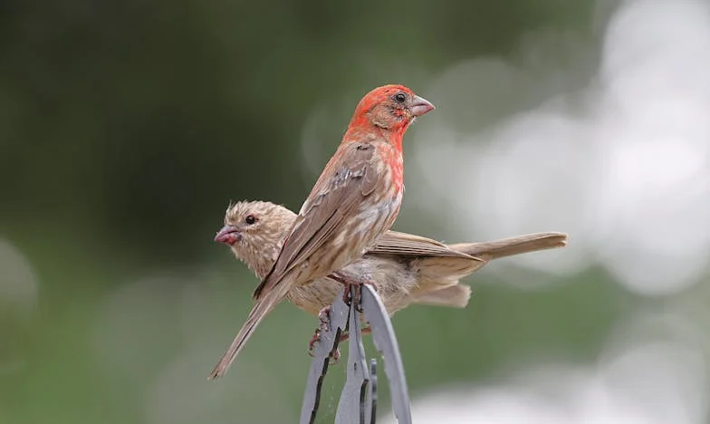 La verdad de mi divorcio: Lo que nadie sabe de cuando Julián se fue