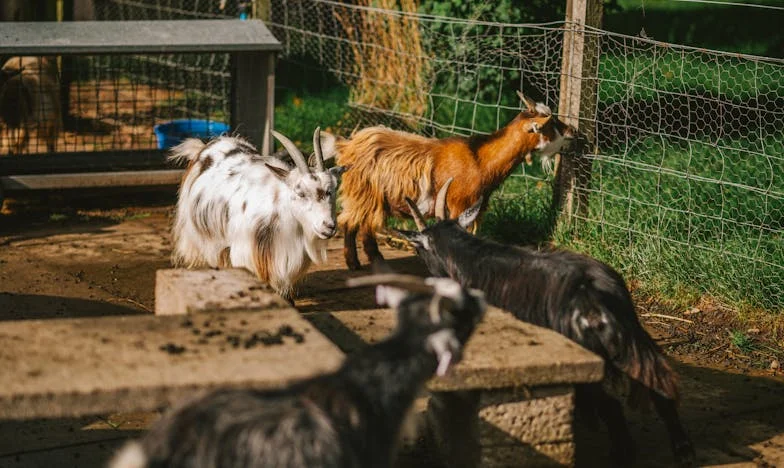 La visita inesperada de mi suegra: cuando una tarde lo cambió todo