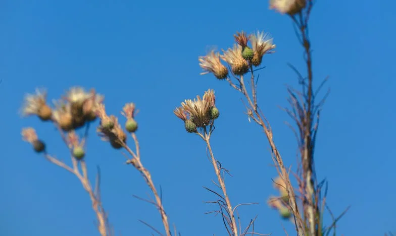 Las puertas de la traición