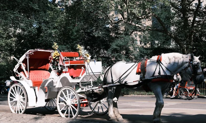 Los Caminos No Recorridos: Entre el Miedo y el Amor