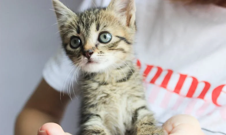 No Pude Soportar Ver a Mi Hija Humillada: Una Semana en Su Apartamento Cambió Todo