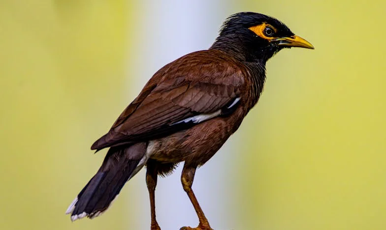 Puertas Cerradas: El Precio de Ser Madre