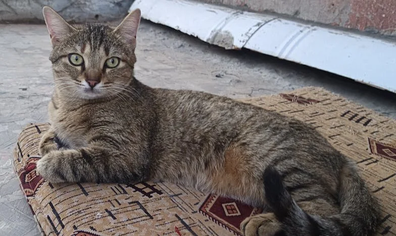 Quiero volver: La historia de Mariana entre el deber y el deseo