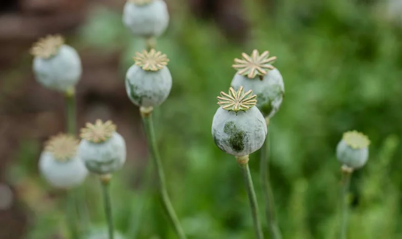 Relámpagos de hojalata: Un regreso a San Miguel