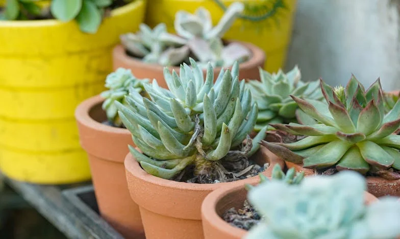 Sola en la Casa Grande: El Olvido de una Madre