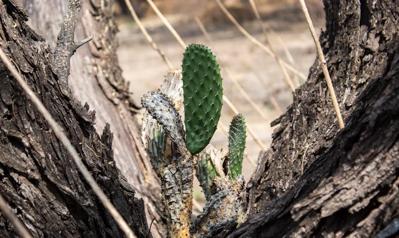 Sueños sobre Ruedas: Un Viaje Doloroso hacia la Libertad