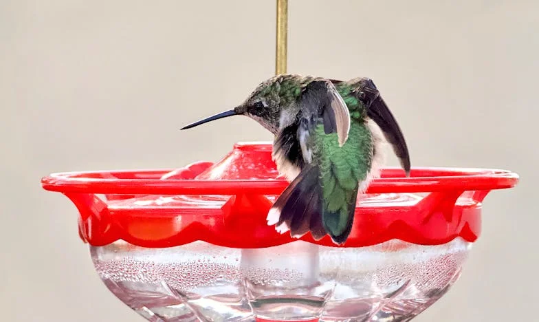 Te entregué en sus manos: un secreto entre sombras y café