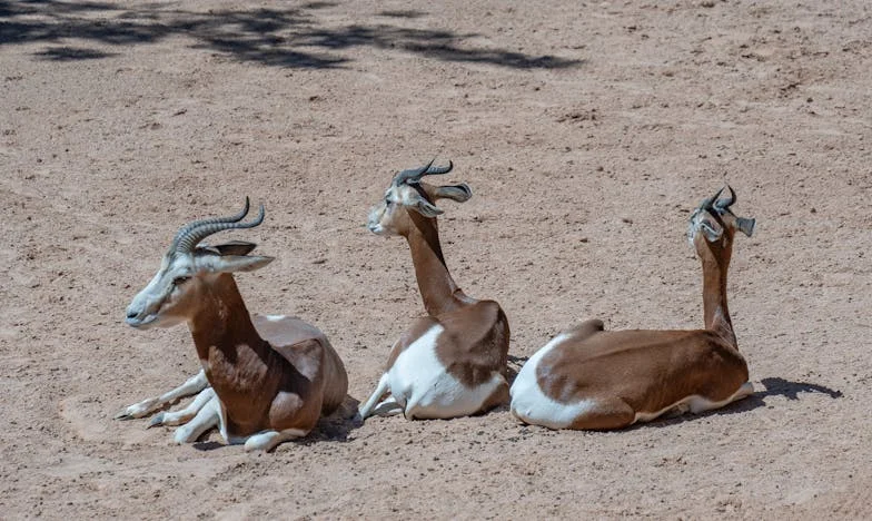 Toda Mi Vida, Mi Madre Me Dijo Que Mi Padre Era Un Ángel. Hasta Que Tocó A Mi Puerta.