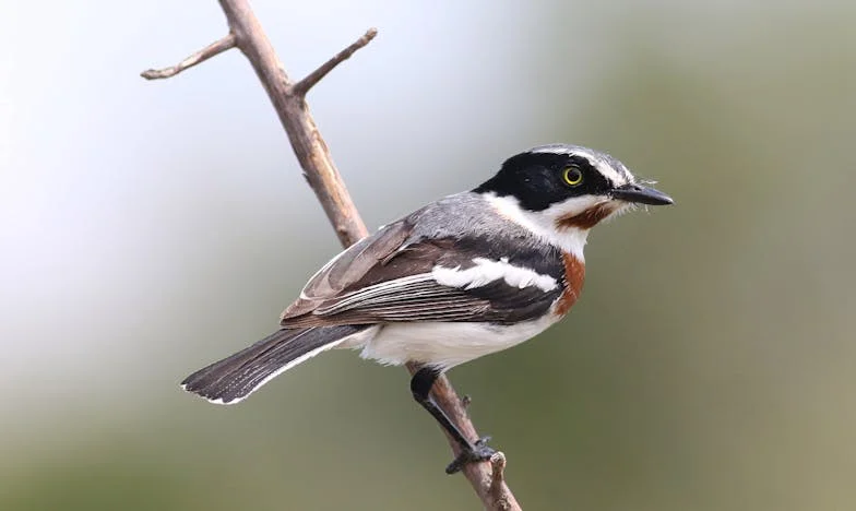 Tormenta en la cocina: Entre café y silencio en un pueblo latinoamericano