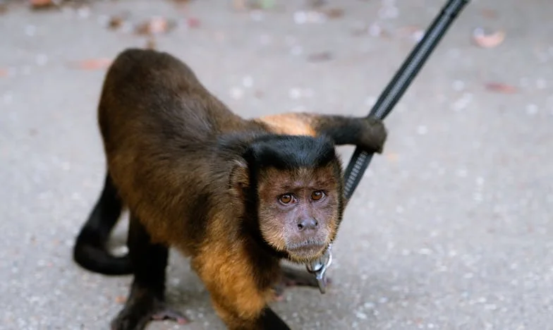 Treinta años y aún no soy yo: La sombra de mamá