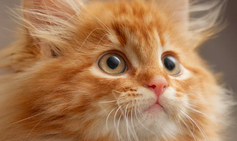 Un Últimatum en la Mesa: Cuando Mamá Decide Soltarlo Todo