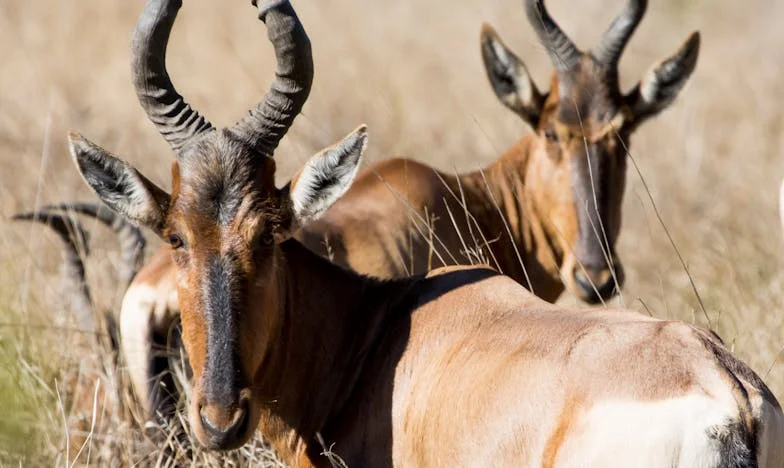 Un viejo pincel y el silencio entre nosotros