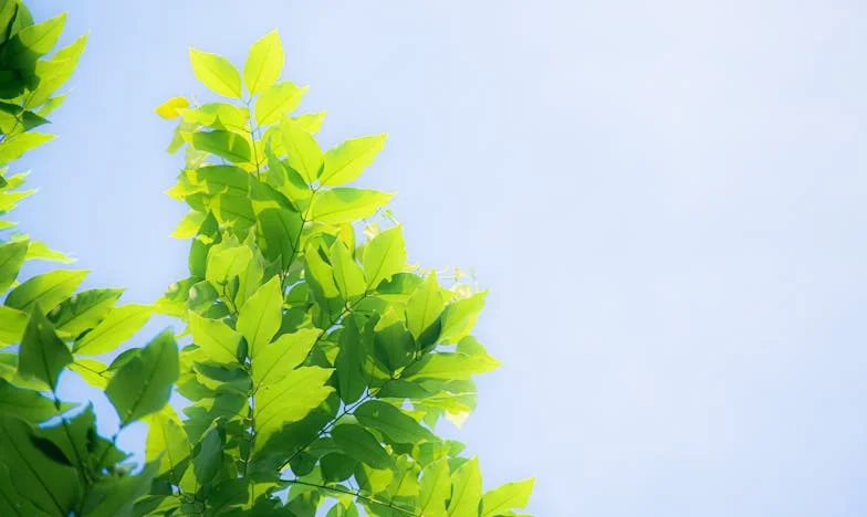 Una Lección de Desamor: Cómo Mi Casi Suegra Me Salvó de una Vida de Arrepentimiento