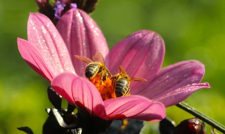 Al final del camino: La soledad de Don Ernesto