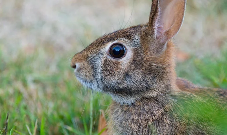 Cadenas Invisibles: La grieta en la familia Ramírez