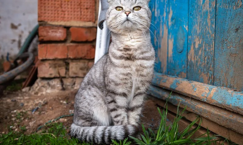 Cicatrices en la piel y el alma: La historia de Mariana en un barrio de Ciudad Juárez
