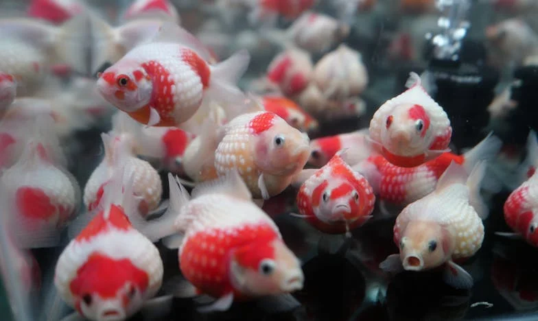 Cuando el amor se convierte en carga: La historia de una madre entre su hijo, su nuera y un hogar perdido