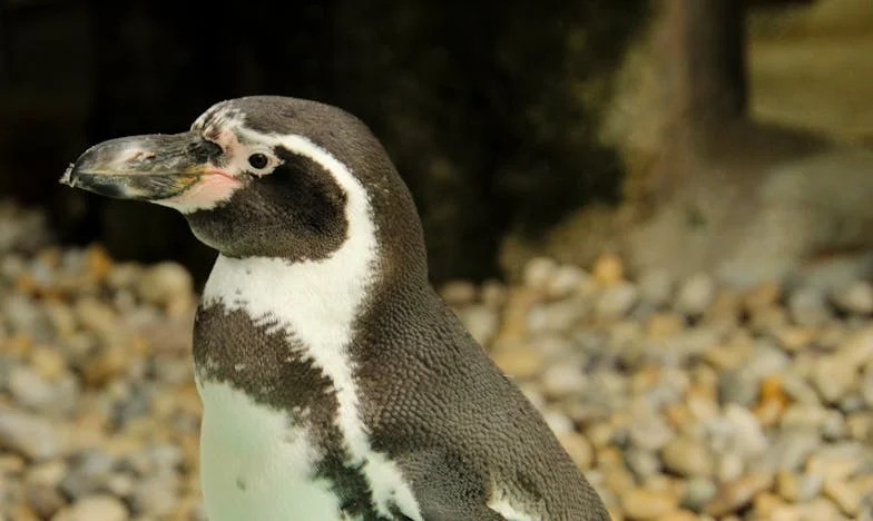 Cuando el amor se convierte en tormento: La historia de Mariana y Julián