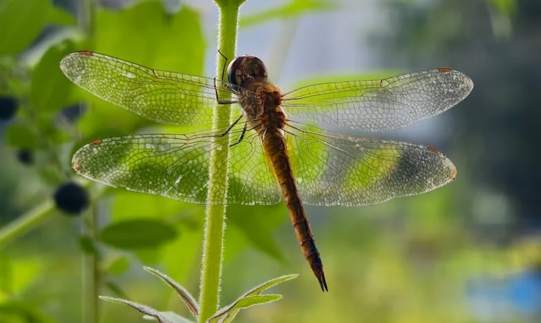 Cuando el amor tiene precio: La historia de Mariana y Tomás