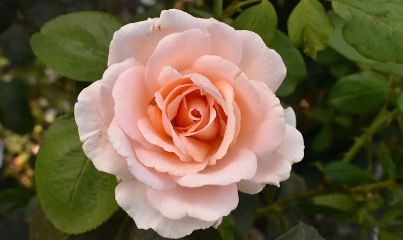 De la traición al perdón: la historia de Mariana y el callejón de la esperanza