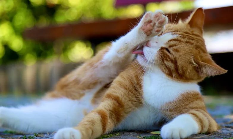 ¿De verdad lo planeaste todo, abuela? — Una historia de secretos familiares y nuevos comienzos