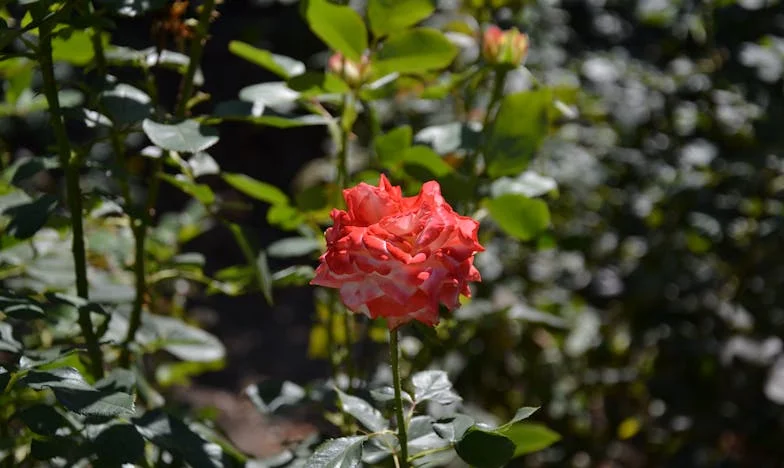 Dos años de silencio: La herida invisible entre madre e hija