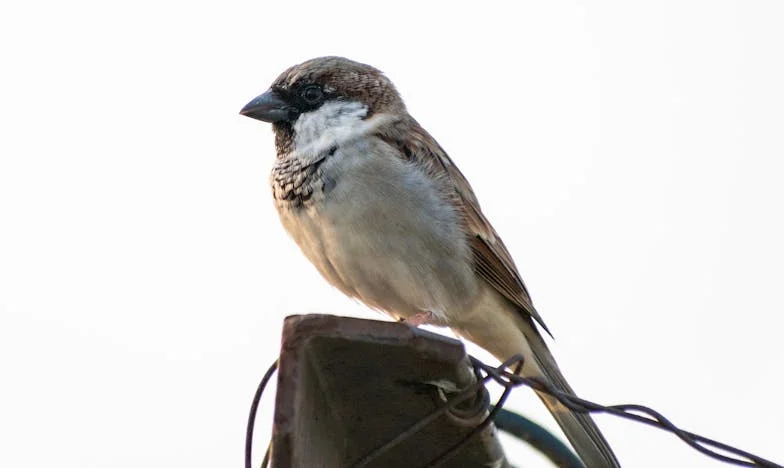 El cumpleaños que rompió mi familia: El precio de un sueño materno