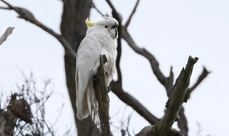 El día que mi perra murió y mi suegra mostró su verdadero rostro