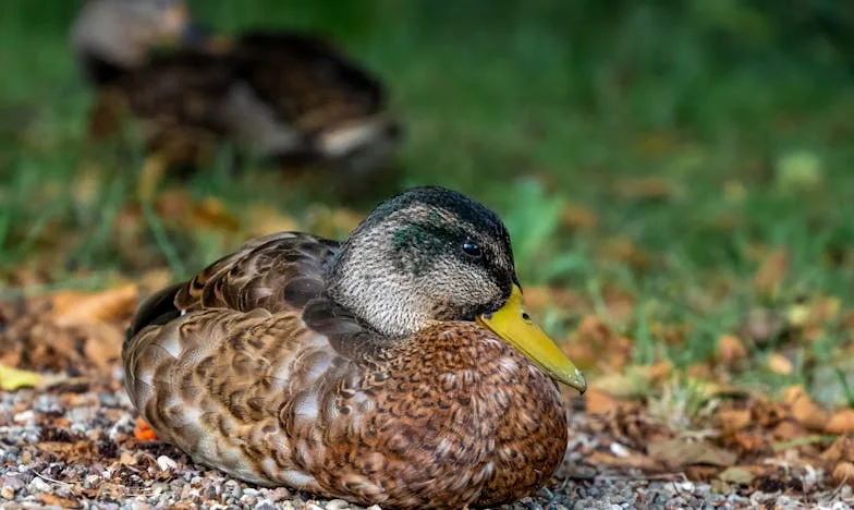 El eco de los pasos perdidos